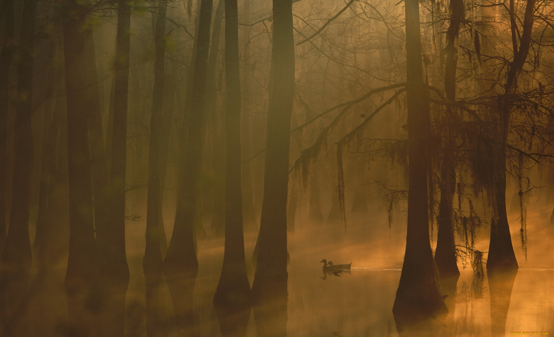 Лес затопленный водой. Мрачное болото. Болотный лес в тумане. Туманный пейзаж. Болото туман.
